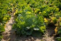 Chinese cabbage on an agriculture field,vegetable rows.