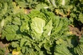 Chinese cabbage on an agriculture field,vegetable rows.