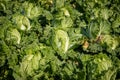 Chinese cabbage on an agriculture field,vegetable rows.