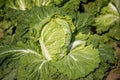 Chinese cabbage on an agriculture field,vegetable rows.