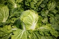 Chinese cabbage on an agriculture field,vegetable rows.