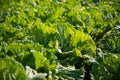 Chinese cabbage on an agriculture field,vegetable rows.