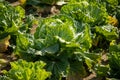 Chinese cabbage on an agriculture field,vegetable rows.