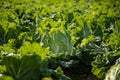 Chinese cabbage on an agriculture field,vegetable rows.