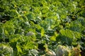 Chinese cabbage on an agriculture field,vegetable rows.