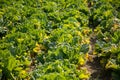 Chinese cabbage on an agriculture field,vegetable rows.