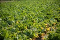 Chinese cabbage on an agriculture field,vegetable rows.