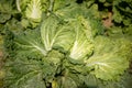 Chinese cabbage on an agriculture field,vegetable rows.