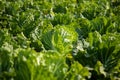 Chinese cabbage on an agriculture field,vegetable rows.