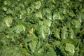 Chinese cabbage on an agriculture field,vegetable rows.