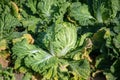 Chinese cabbage on an agriculture field,vegetable rows.