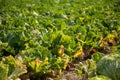 Chinese cabbage on an agriculture field,vegetable rows.