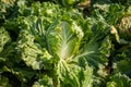 Chinese cabbage on an agriculture field,vegetable rows.