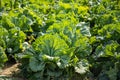 Chinese cabbage on an agriculture field,vegetable rows.