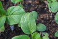 Chinese cabbage or Bok choy, leafy vegetable in brassica family, leaf miner sign on leaf