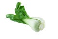 Chinese cabbage bok choy, pak-choi.