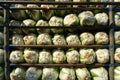 Chinese Cabbage on the car ready to market