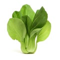 Pok Choi Royalty Free Stock Photo