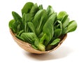Pok Choi Royalty Free Stock Photo