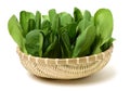 Pok Choi Royalty Free Stock Photo