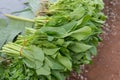 Chinese cabbage, Choy sum, a kind of chinese vegetable. Royalty Free Stock Photo