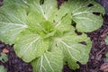 Chinese cabbage and cilantro coriander in raised bed garden on rainy day Royalty Free Stock Photo