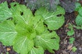 Chinese cabbage and cilantro coriander in raised bed garden on rainy day Royalty Free Stock Photo