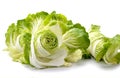 Chinese cabbage, Cut out isolated on white transparent background Royalty Free Stock Photo