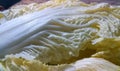 Chinese cabbage Royalty Free Stock Photo