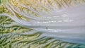 Chinese cabbage Royalty Free Stock Photo