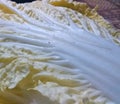 Chinese cabbage Royalty Free Stock Photo