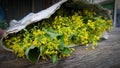 Chinese cabbage flowers Royalty Free Stock Photo