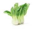 Chinese Cabbage Royalty Free Stock Photo