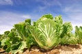 Chinese cabbage,green vegetable . Royalty Free Stock Photo