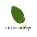 Chinese Cabbage. Illustration of fresh vegetable. Cartoon Pe-Tsai, Chinese leaf vegetable. Vector