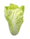 Chinese cabbage isolate on a white background (clipping path) Royalty Free Stock Photo