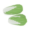 Chinese cabbage. Isolated vector image