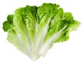 Chinese cabbage leaves on a white background. Isolated Royalty Free Stock Photo