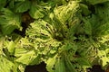 Chinese cabbage leaves damage from diamond black moth