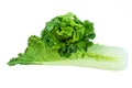 Chinese Cabbage-Michilli isolate on white Royalty Free Stock Photo