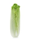 Chinese cabbage-Michilli Royalty Free Stock Photo