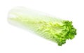 Chinese cabbage-Michilli on white background Royalty Free Stock Photo