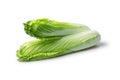 Chinese Cabbage-Michilli on white Royalty Free Stock Photo