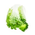 Chinese cabbage-Michilli on white background Royalty Free Stock Photo