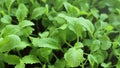 Chinese cabbage microgreens.Wating microgreens and seedlings.Microgreens in water drops close-up.