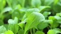 Chinese cabbage microgreens.Wating microgreens and seedlings.Microgreens in water drops close-up.