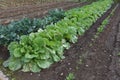 Chinese cabbage cultivation Royalty Free Stock Photo
