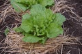 Chinese cabbage cultivation Royalty Free Stock Photo
