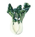 Chinese cabbage pak choi, bok choy, green salad. Healthy vegetarian food, hand drawn watercolor vegetables illustration