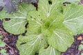 Chinese cabbage and red Russian kale in raised bed garden on rainy day Royalty Free Stock Photo